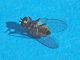 Agromyzidae_Cerodontha_iridis_adulto (6).jpg