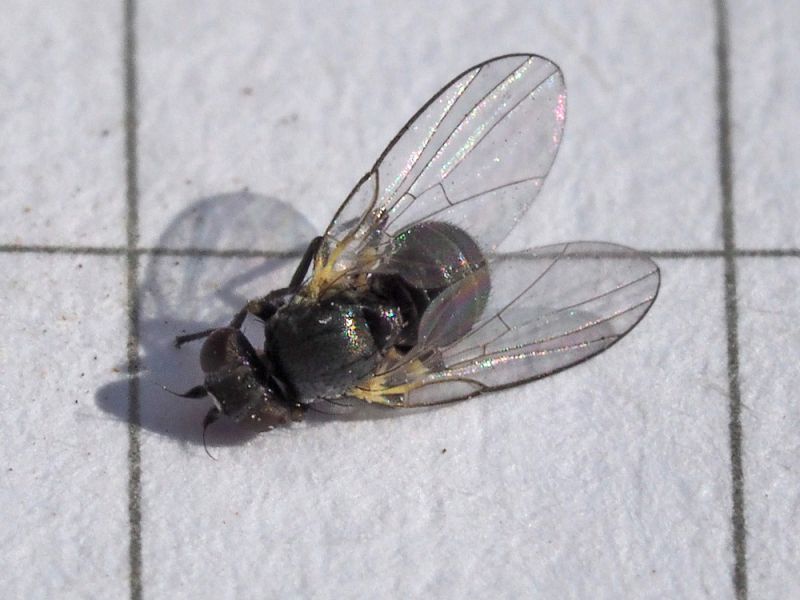 Agromyzidae_Cerodontha_iridis_adulto (11).jpg