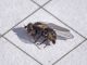 Agromyzidae_Cerodontha_iridis_adulto (14).jpg