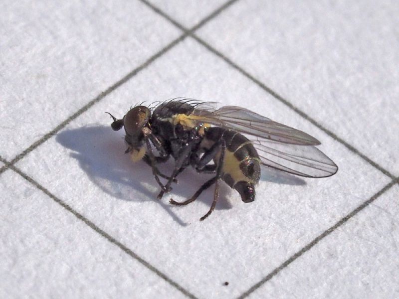 Agromyzidae_Cerodontha_iridis_adulto (14).jpg