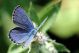 plebejus.jpg