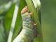 Geometridae_Ascotis_selenaria_larva_Centaurea_nigrescens (9).jpg