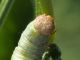 Geometridae_Ascotis_selenaria_larva_Centaurea_nigrescens (8).jpg