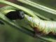 Geometridae_Ascotis_selenaria_larva_Centaurea_nigrescens (6).jpg