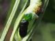 Geometridae_Ascotis_selenaria_larva_Centaurea_nigrescens (5).jpg