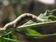 Geometridae_Ascotis_selenaria_larva_Centaurea_nigrescens (2).jpg