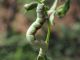 Geometridae_Ascotis_selenaria_larva_Centaurea_nigrescens (1).jpg