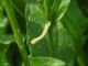 Geometridae_Ascotis_selenaria_larva_ Centaurea_nigrescens.jpg