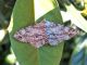 Geometridae_Ascotis_selenaria_adulto_F_Centaurea_nigrescens (4).jpg