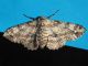 Geometridae_Ascotis_selenaria_adulto_F - Centaurea_nigrescens (2).jpg
