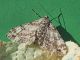 Geometridae_Ascotis_selenaria_adulto_F (1)_Centaurea_nigrescens.jpg