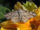 Geometridae_Ascotis_selenaria_adulto_M_Symphyotrichum_lanceolatum.jpg
