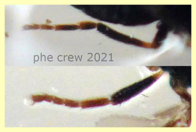 Dittero coriaceo 2,1 mm. trappola ad aceto - Anzio 22.2.2021 - (2).JPG