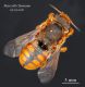 Rhodanthidium sticticum_ridotta_25.03.2021.jpg