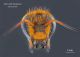 Rhodanthidium stictcum_capo_finale_ridotta.jpg