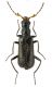 Malachiidae g. sp._RSA.jpg