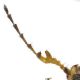 Malachiidae_RSA_antenna.jpg