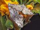 Geometridae_Ascotis_selenaria_accoppiamento.jpg