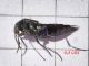 Staphylinidae_Philonthus_spp_adulto (6).jpg