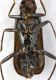 Malachiidae_RSA_UND_bodyB.jpg