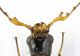 Malachiidae_RSA_UND_headA.jpg