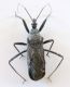 Turchia 2010_Reduviidae 042.jpg