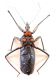 Turchia 2010_Reduviidae 037.jpg