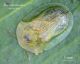 Cassida sp._Capaci, Zarcati, 28.03.2021_ridotta.jpg