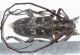 Monochamus galloprovincialis6.JPG