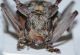 Monochamus galloprovincialis8.JPG