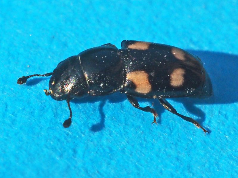 Nitidulidae_Glischrochilus_spp (4).jpg