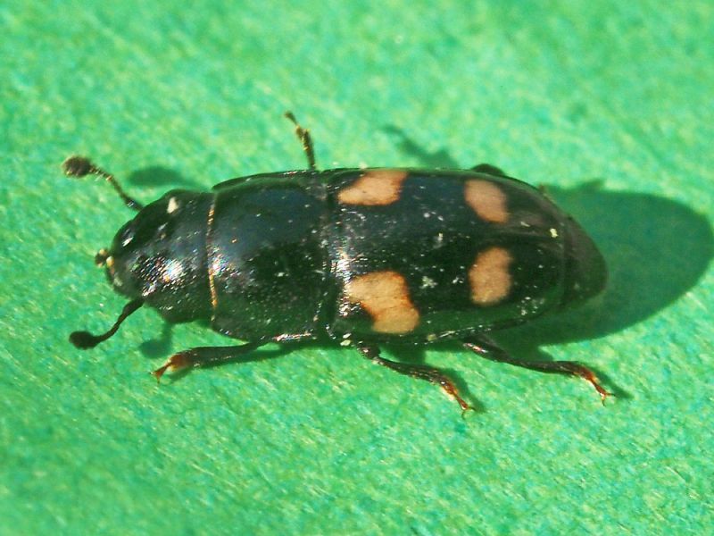 Nitidulidae_Glischrochilus_spp (2).jpg