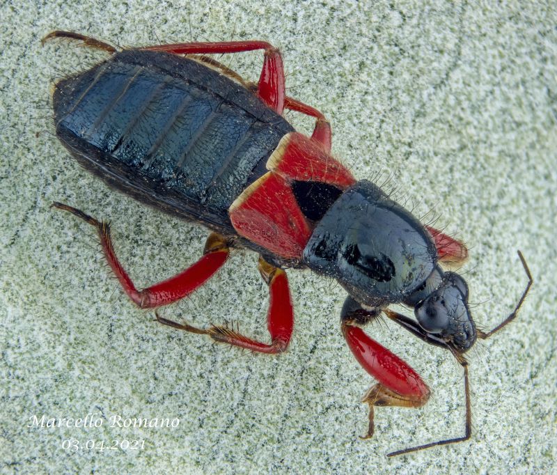 Reduviidae 1_ridotta.jpg