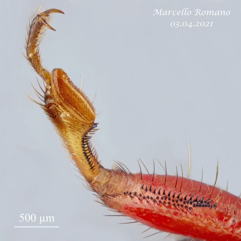 Reduviidae_zampa anteriore_ridotta.jpg