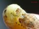 Noctuidae_Noctua_spp_larva (4).jpg
