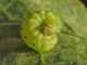 Noctuidae_Noctua_spp_larva (1).jpg