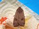 Noctuidae_Noctua_spp_adulto_F (3).jpg