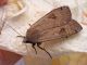 Noctuidae_Noctua_spp_adulto_F (2).jpg