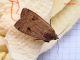 Noctuidae_Noctua_adulto_F (1).jpg