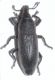 Curculionidae B1.JPG