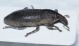 Curculionidae B2.JPG