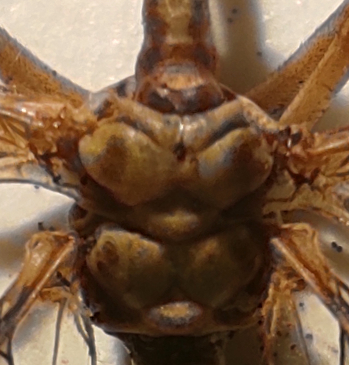 Mantispa c.jpg