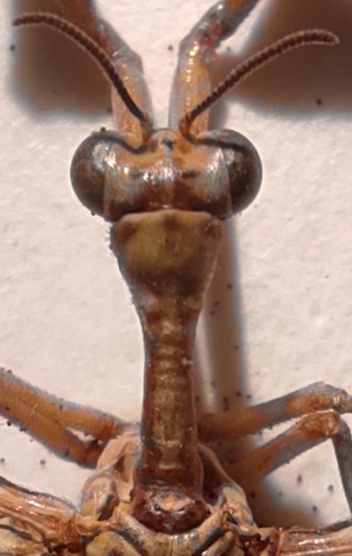 Mantispa b.jpg