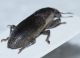 Curculionidae B3.JPG