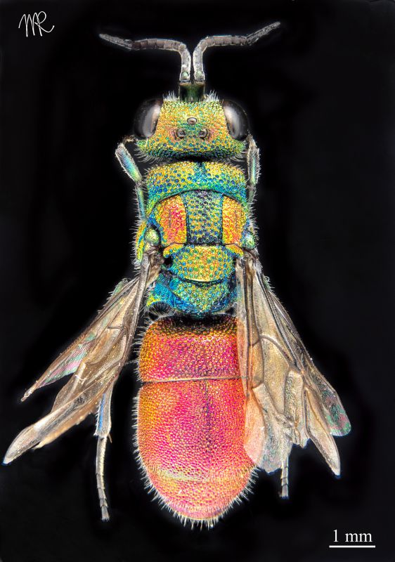 Chrysura auropicta_Creta_ridotta.jpg