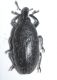 Curculionidae C1.JPG
