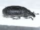 Curculionidae C2.JPG