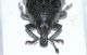Curculionidae C3.JPG