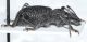 Curculionidae D2.JPG