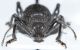 Curculionidae D3.JPG